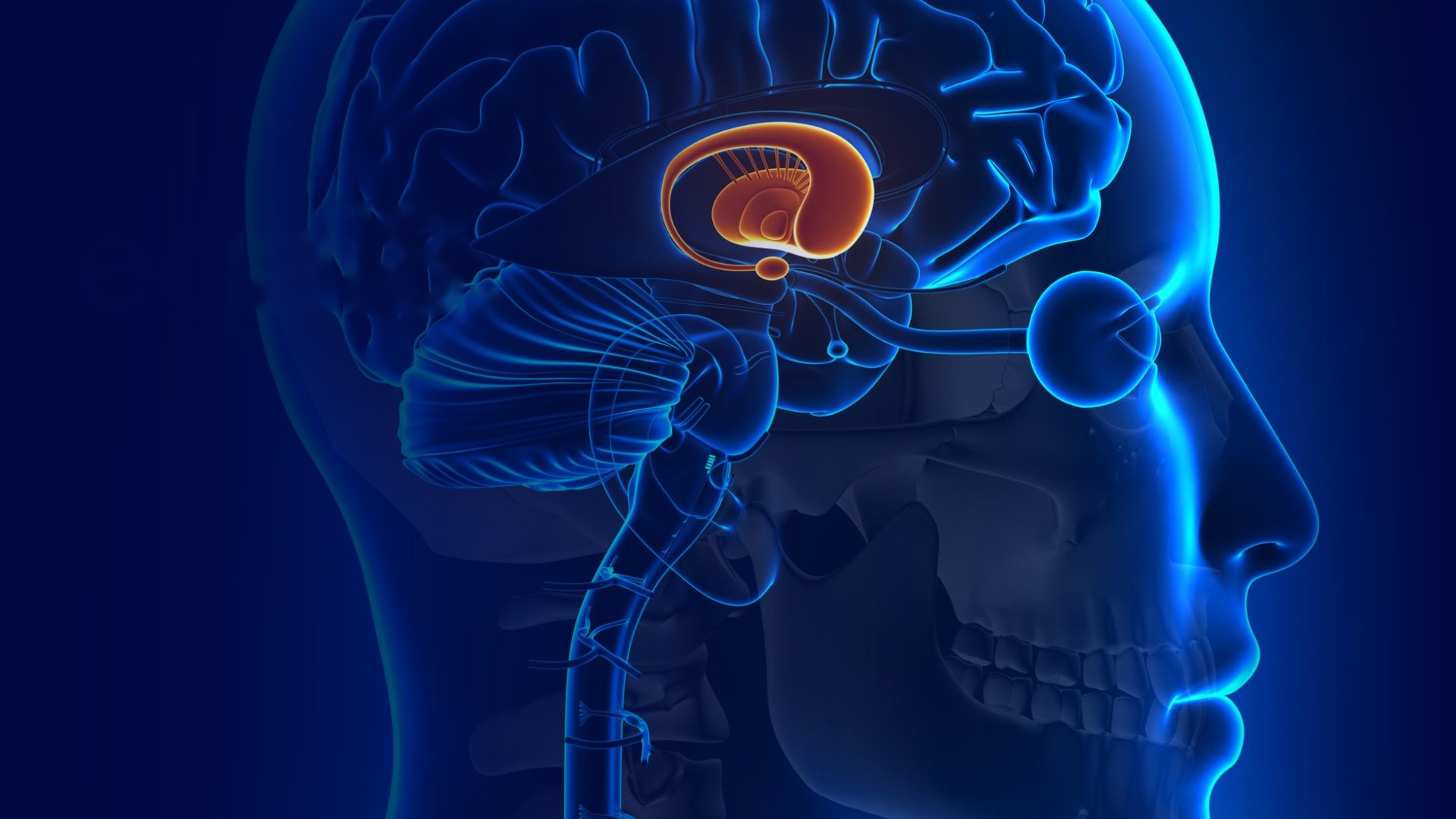 Luminous brain in profile